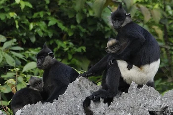 La deuxième plus grande population de langur de Delacour découverte au Vietnam