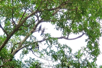 Découverte des "oiseaux-serpents" dans la province de Dong Nai 