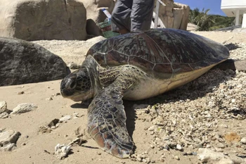 Une grande tortue verte Cheronia mydas a retrouvé la mer