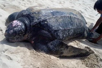 Thaïlande : des tortues marines rares reviennent pondre sur des plages vides de touristes