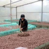 Transformation de cacao à “Bản Cacao”. Photo : VNA