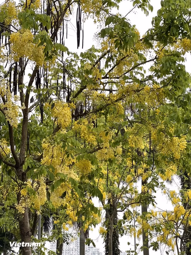 Arbre tropical poussant rapidement et tolérant la sécheresse, le cassier convient parfaitement à la chaleur estivale des villes comme Hanoï.