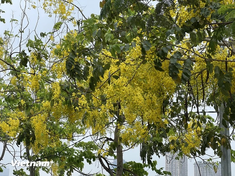 Le cassier fleurit de début mai à fin juillet. On le remarque par sa floraison jaune spectaculaire composée de longues grappes retombant vers le sol.