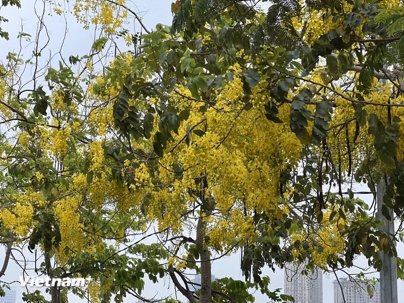 Le cassier fleurit de début mai à fin juillet. On le remarque par sa floraison jaune spectaculaire composée de longues grappes retombant vers le sol.