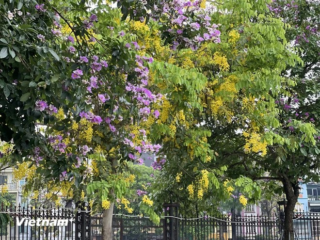 Les fleurs mauves des Bang Lang (Lagerstroemia speciosa ou lilas des Indes) et le jaune vif des fleurs de cassiers créent un paysage original, rare dans les grandes villes.