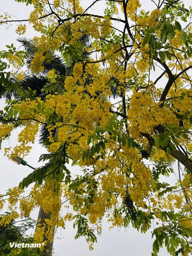 Lors de la floraison des cassiers, le bord du lac de l’Ouest se teint d’une couleur jaune. Cette scène bucolique attire bon nombre de promeneurs, venus prendre des photos.