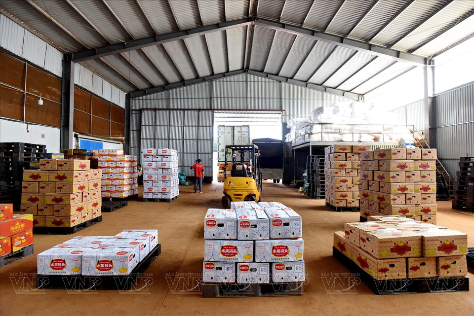 Camions transportant des bananes fraiches en conserve.