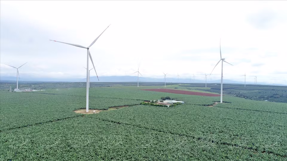 Zone de cultures de bananiers pour les exportations à Gia Lai de la société Hung Son.