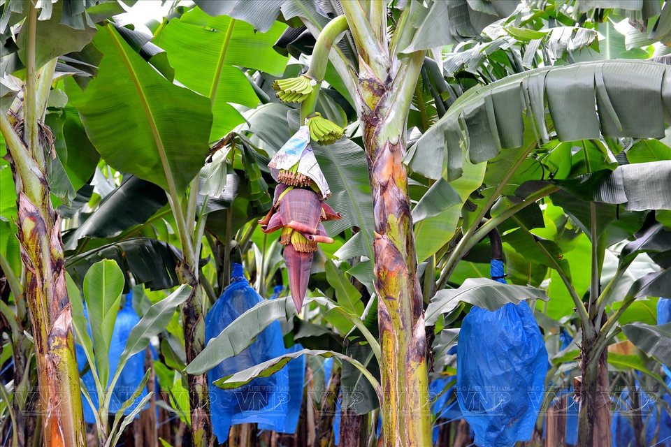 Les bananiers roses cultivés à Gia Lai répondent aux normes des exportations.