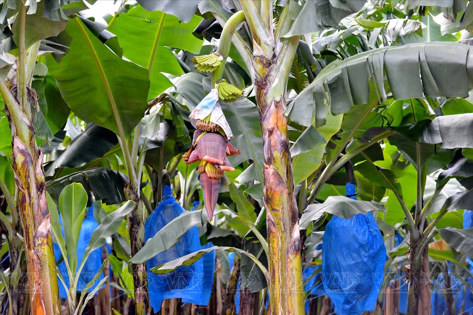 Les bananiers roses cultivés à Gia Lai répondent aux normes des exportations.
