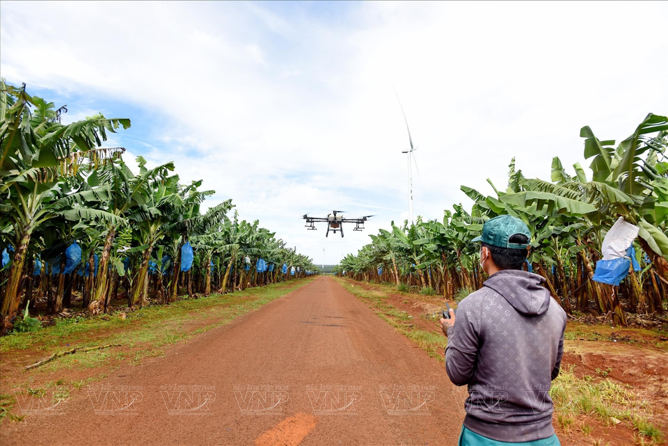 Utiliser des drones dans la gestion et les soins des bananiers.