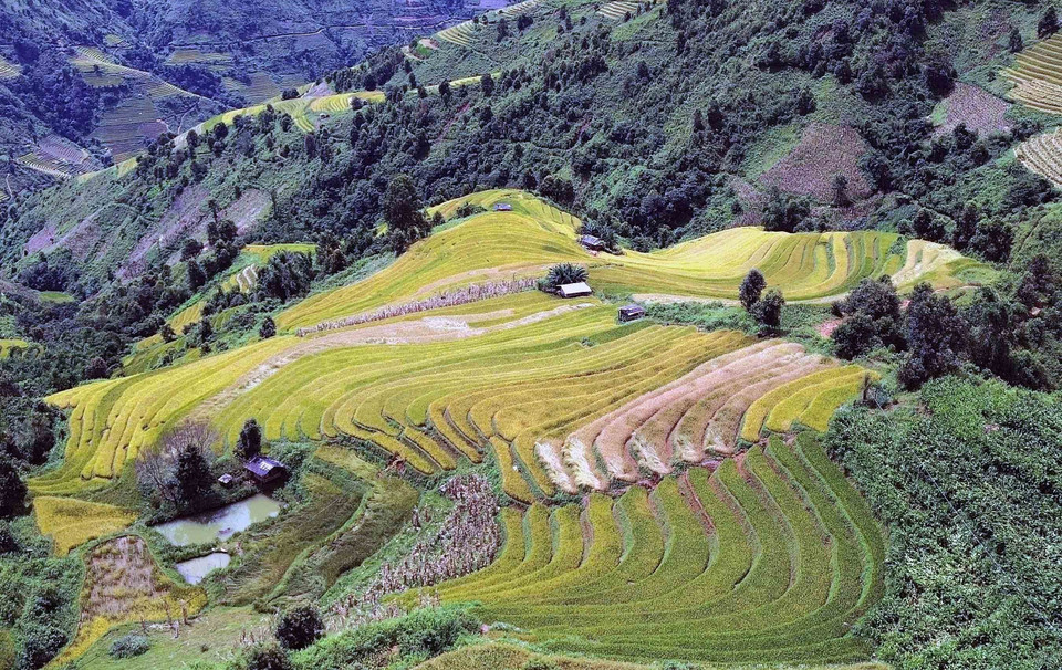 À ces moments-là, toute la vallée prend alors une magnifique couleur jaune, ressemblant à un tapis géant tissé de riz doré et baigné par le soleil. Photo: VNA