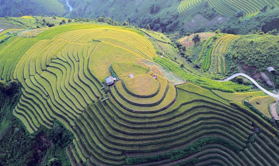 Les champs en terrasses pendant la saison du riz mûr dans la commune de Xim Vang rassemblent à de douces bandes de soie, créant une scène poétique. Photo: VNA