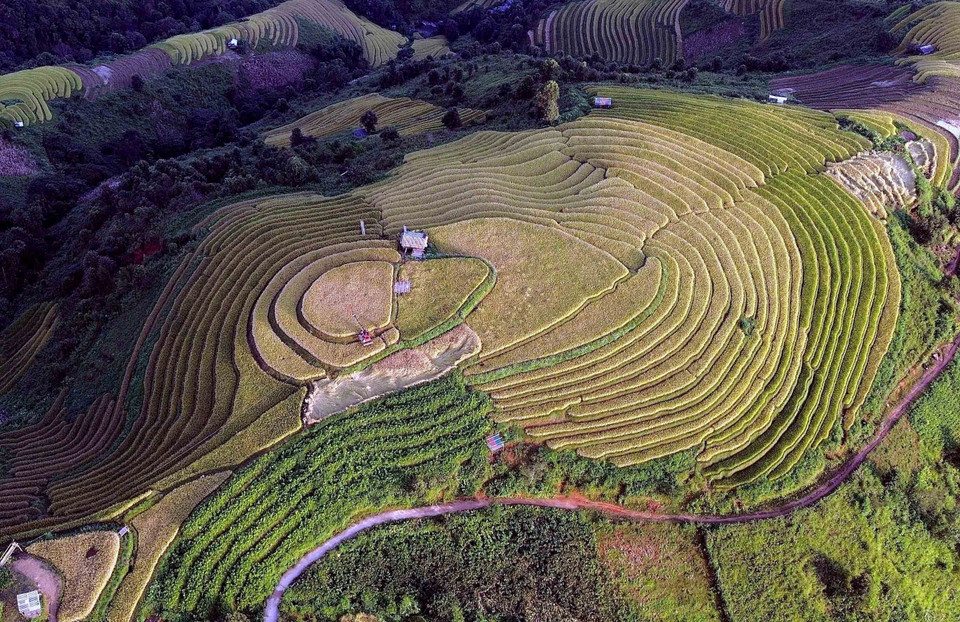 La couleur dorée des rizières indique que la moisson est proche. Photo: VNA