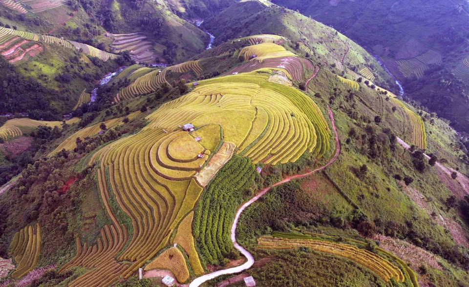 Les épis chargés de grains de riz dorés promettent une moisson abondante. Photo: VNA