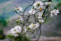 Les fleurs de bauhinia illuminent Dien Bien 