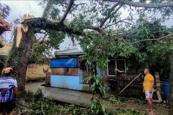 Un arbre renversé par le typhon Bualoi dans la province de Masbate, aux Philippines, le 26 septembre 2025. Photo : Xinhua/VNA