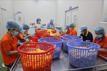 Chez la société par actions de boissons Wana (Parc industriel de Chau Duc, Hô ChiMinh-Ville). Photo : VNA
