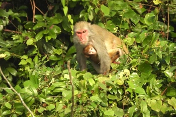 Trois espèces de macaques du genre Macaca ont été recensées à l’état sauvage au parc national de Ben En. Photo: VNA