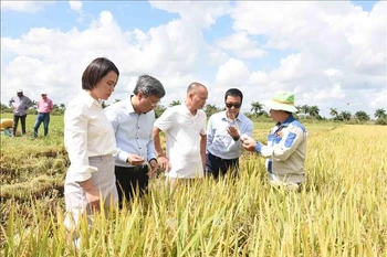 L'ambassadeur du Vietnam, Lê Quang Long (deuxième à partir de la gauche), en visite dans un champ de riz. Photo: VNA