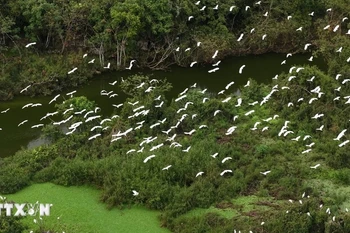 Le jardin couvre environ 18 hectares, niché au milieu du lac Tiên et entouré de montagnes calcaires formant une barrière naturelle protectrice. Photo: VNA