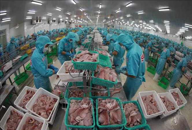 Les exportations de pangasius retrouvent des couleurs en rapportant 725 millions de dollars au cours des cinq premiers mois. Photo: VNA