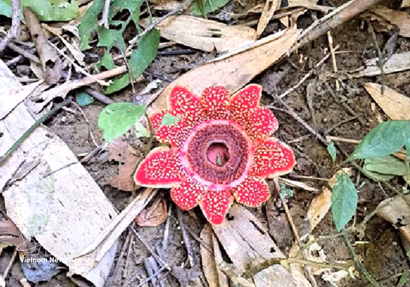 La plante rare Sapria himalayana dans le Parc national de Phong Nha – Ke Bang. Photo: VNA