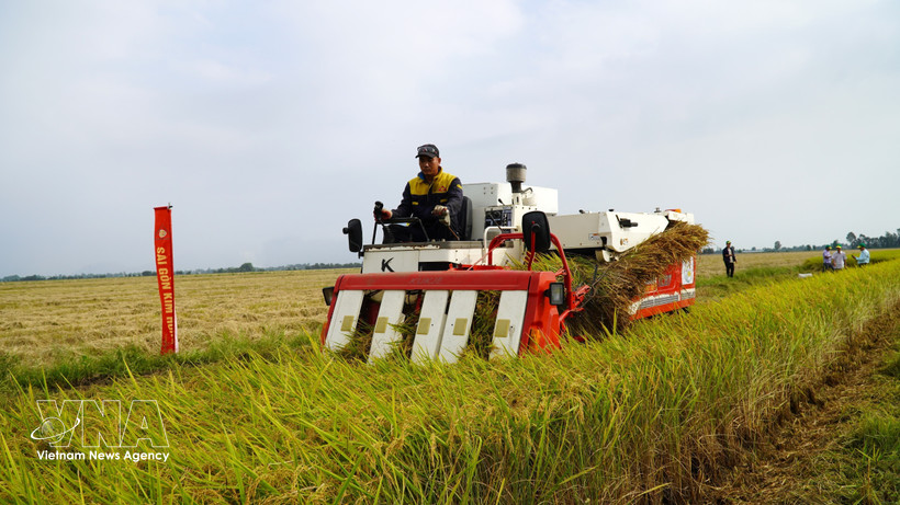 Promotion de la riziculture à faibles émissions associée à la croissance verte dans le delta du Mékong. Photo: VNA