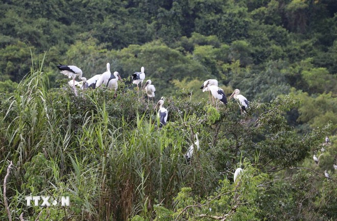 Jardin aux oiseaux de Thung Nham, à Ninh Binh. Photo: VNA
