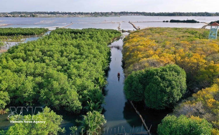 La forêt de mangroves de Ru Cha. Photo: VNA