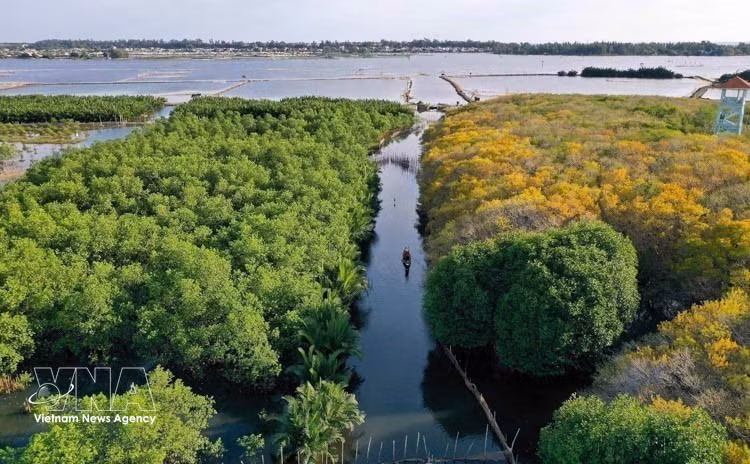 La forêt de mangroves de Ru Cha. Photo: VNA