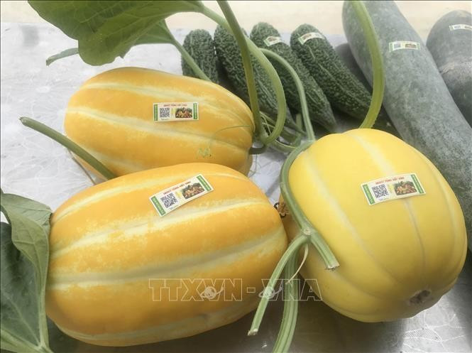 Des melons sont étiquetés avec des étiquettes de traçabilité des produits au magasin de produits agricoles Song Van, à Ninh Binh, dans la province du même nom. Photo : Thuy Dung/VNA