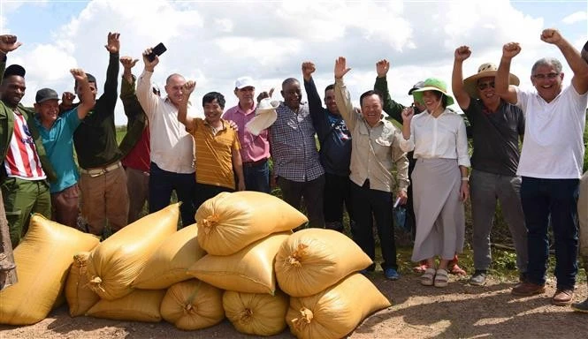 Des représentants de la société AgriVMA, des ingénieurs vietnamiens et cubains, des agriculteurs et fonctionnaires cubains se sont réjouis de la productivité élevée des rizières. Photo: VNA