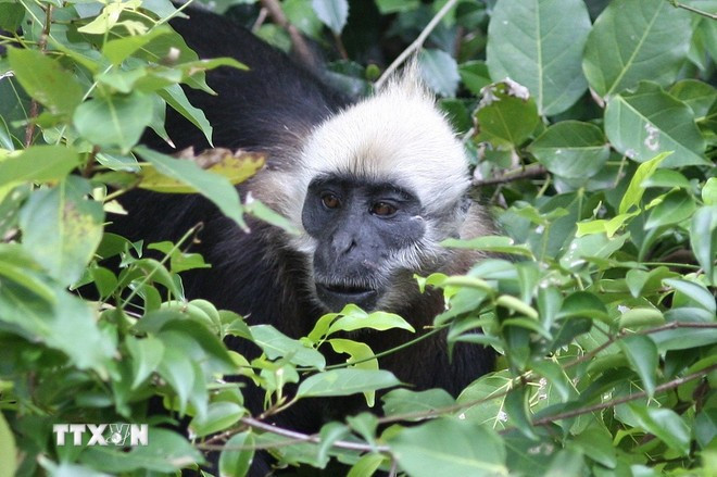 Le langur de Cat Ba est un primate extrêmement rare, endémique des forêts tropicales humides de l’île de Cat Ba. Photo: VNA