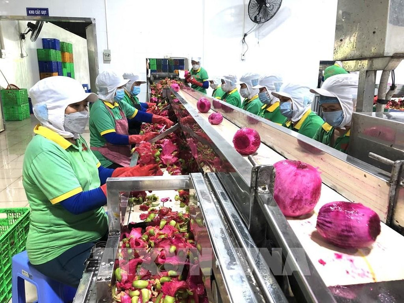 Transformation des produits agricoles destinés à l’exportation. Photo: VNA