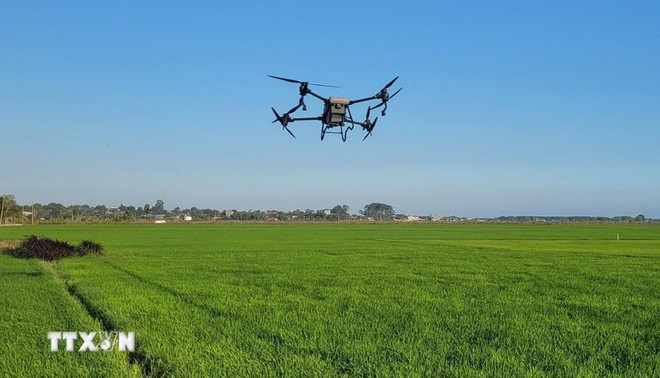 Intégration des drones dans la production agricole intelligente. Photo: VNA