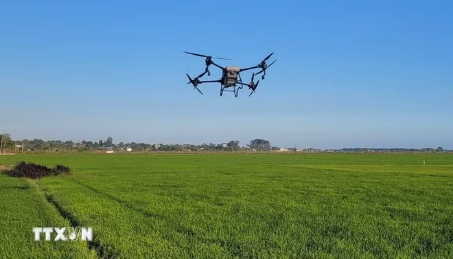 Intégration des drones dans la production agricole intelligente. Photo: VNA