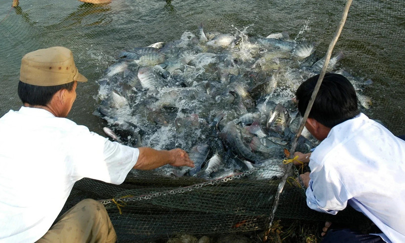 La chair de tilapia vietnamienne est très fraîche, délicieuse et nutritive. Photo: ministère de l'Agriculture et de l’Environnement