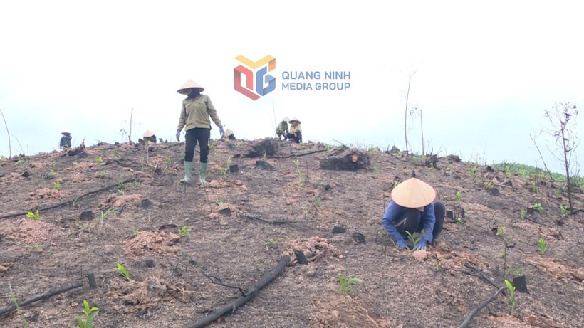La province de Quang Ninh mobilisée pour une reforestation à grande échelle