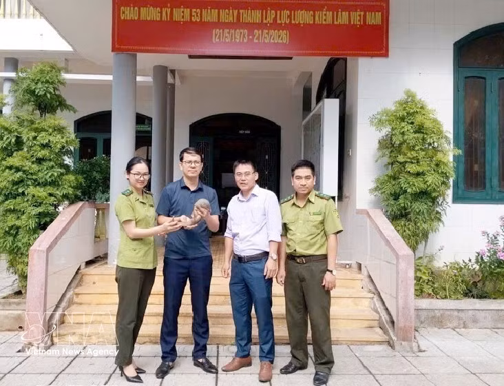 Réception d’un spécimen de pangolin de Java remis par le Comité populaire de la commune de Huong Hiep. Photo: VNA