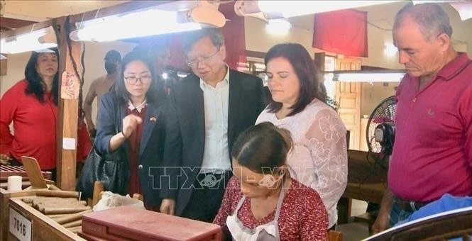 L'ambassadeur du Vietnam à Cuba Lê Quang Long découvre le processus méticuleux de roulage du tabac à la main, un art traditionnel préservé depuis des générations à Cuba. Photo : VNA