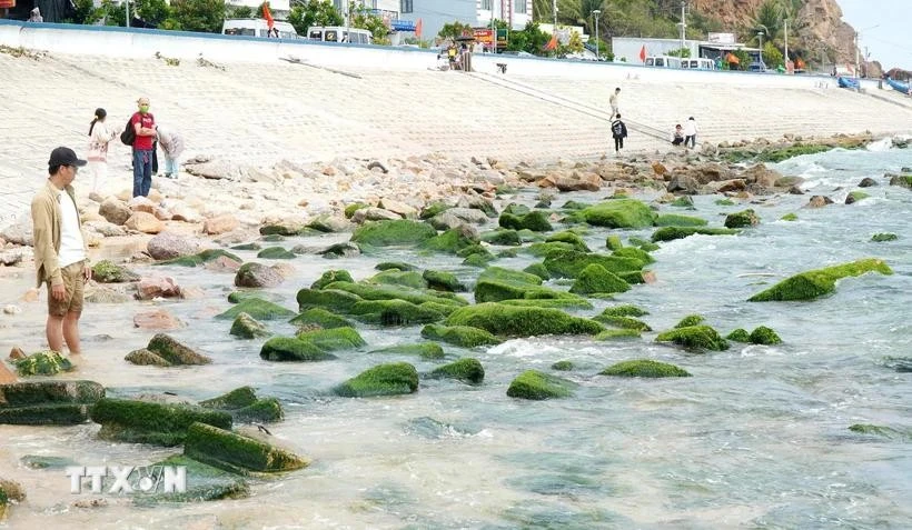 Des touristes viennent admirer et immortaliser la beauté des rochers recouverts d'algues vertes le long du littoral lorsque la marée se retire. Photo: VNA