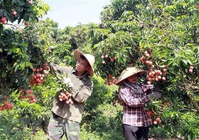 Récolte de litchis répondant aux normes d'exportation à Luc Ngan, Bac Giang. Photo: VNA