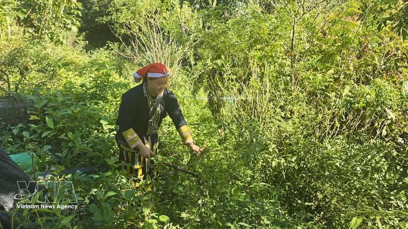Mme Tan May Liu, membre de la coopérative communautaire Dao rouge, est allée en forêt pour cueillir des feuilles médicinales. Photo: VNA