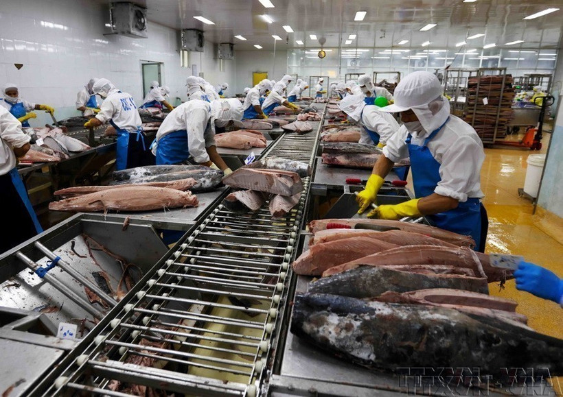 Transformation du thon pour l'exportation vers le Japon, les États-Unis et l'Europe dans la Société par actions de fruits de mer de Binh Dinh (BIDIFISCO). Photo: VNA