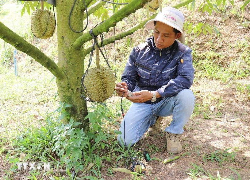 Un technicien de la ferme Sakura utilise des équipements pour tester, analyser et diagnostiquer la "santé" du sol de culture du durian, fournissant des indicateurs précis et recommandant des options de traitement opportunes. Photo: VNA