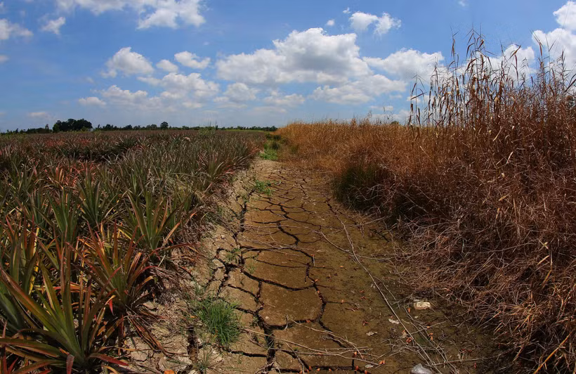 De nombreux canaux d'irrigation à Can Tho sont à sec sous l'effet des fortes chaleurs prolongées. Photo: VNA