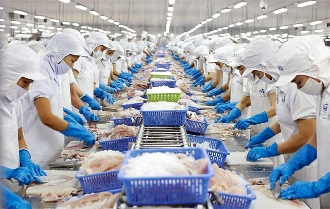 Transformation du pangasius pour l'exportation. Photo: VNA