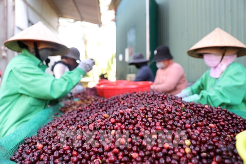 Le secteur du café vietnamien connaît une croissance exceptionnelle, atteignant de nouveaux sommets en volume comme en valeur. 