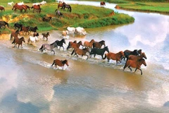 La ferme équestre de Ba Vân abrite de nombreuses races de chevaux reconnues pour leur diversité, leur robustesse et leurs aptitudes variées. Photo: gaohouse.vn